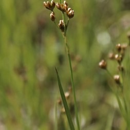 Juncus marginatus (grassleaf rush)